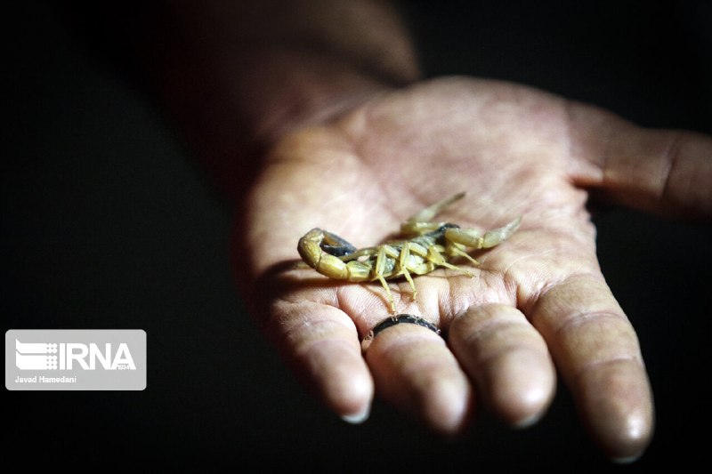 Deputy Health of Jundishapur University of Medical Sciences: Scorpion sting statistics in Khuzestan are concerning