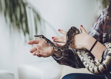🐍 افزایش موارد نگهداری از مار به عنوان حیوان خانگی رییس اداره بیماریهای زئونوز وزارت بهداشت