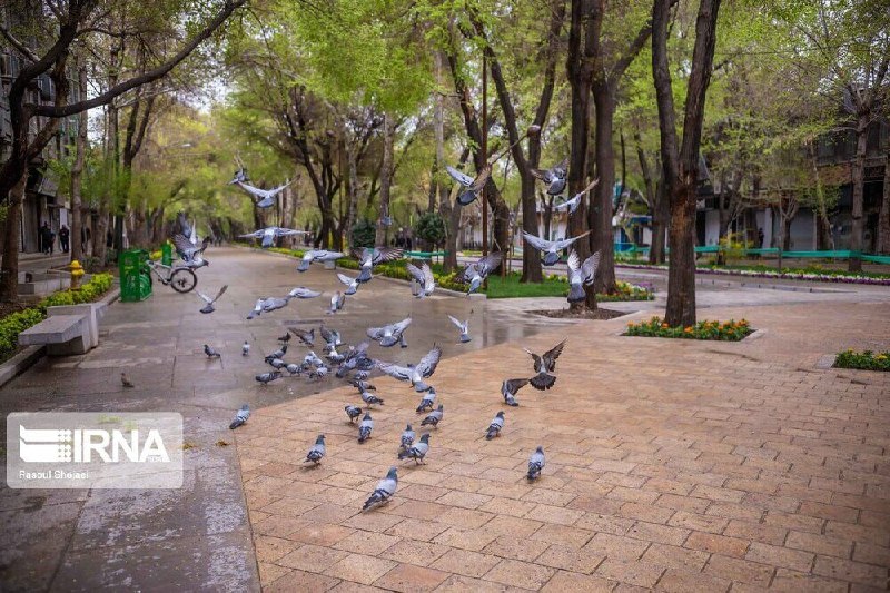 چهارباغ عباسی در انتظار مدیریت واحد برای حفظ هویت تاریخی