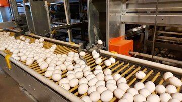 Egg Price in Tehran Market Reaches 480,000 Tomans Per Crate