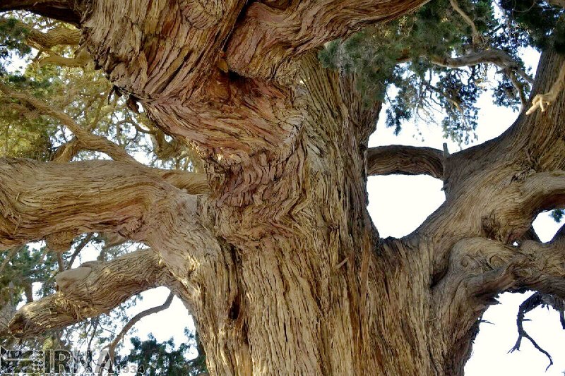 New Step to Save Ancient Trees of Iran