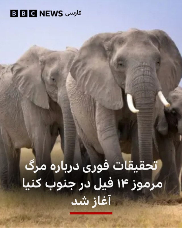 مقامهای کنیا تحقیقاتی فوری درباره مرگ مرموز ۱۴ فیل در جنوب این کشور، در نزدیکی پارک ملی آمبوسلی را آغاز کردهاند