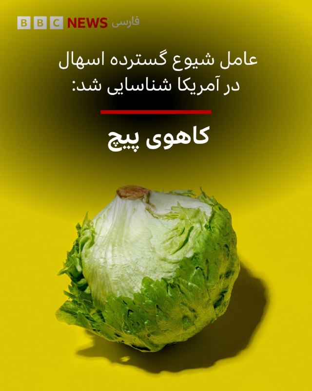 آزمایش کاهوی پیچ به انگل عامل اسهال در آمریکا مثبت شد