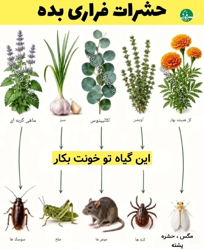 جالبه بدانید این چه گیاهانی حشرات رو فراری میدن 🇮🇷 ✊