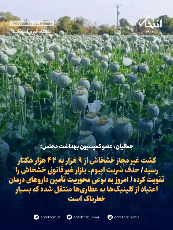 جمالیان: کشت غیرمجاز خشخاش از 9 هزار به 42 هزار هکتار رسید؛ حذف شربت اپیوم بازار غیرقانونی خشخاش را تقویت کرده است