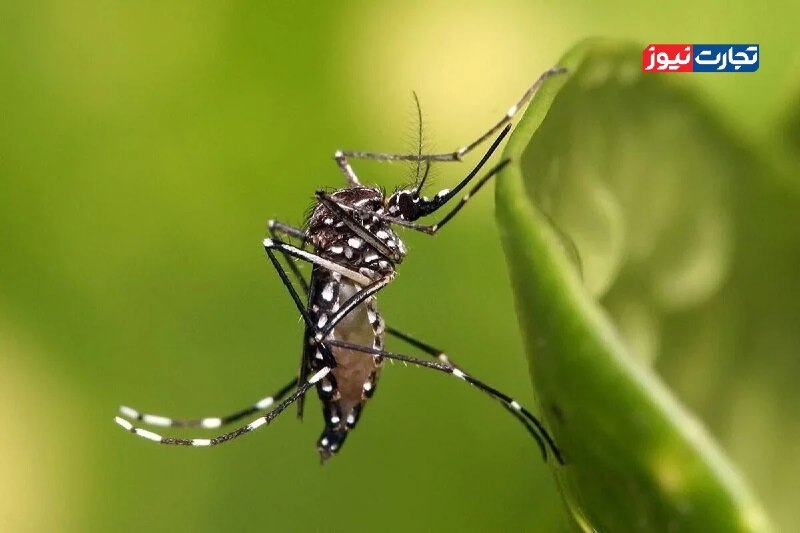 10-fold increase in dengue fever cases in one month; Aedes mosquito control to become national priority