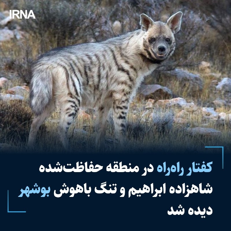 مسئول پاسگاه محیط بانی شهید محمدی کلمه دشتستان گفت: کفتار راهراه در منطقه حفاظتشده شاهزاده ابراهیم و تنگ باهوش مشاهده و حضور این گونه ارزشمند حیاتوحش با نصب دوربینهای تلهای