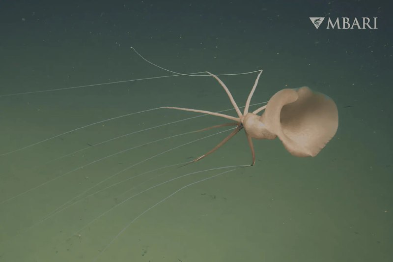 Longfin squid appeared on camera in deep ocean