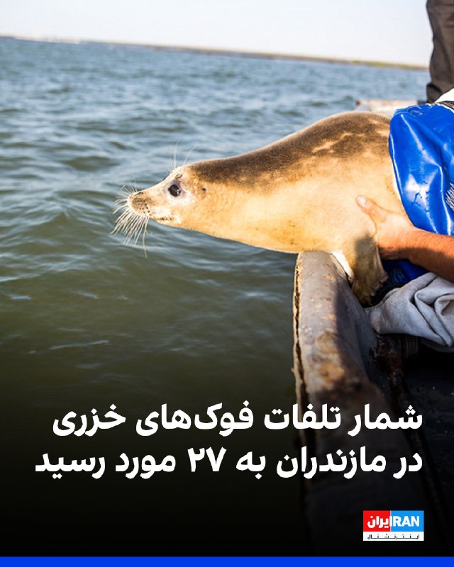 خبرگزاری ایرنا از پیدا شدن لاشه دو فوک خزری دیگر در پایش سواحل بابلسر خبر داد