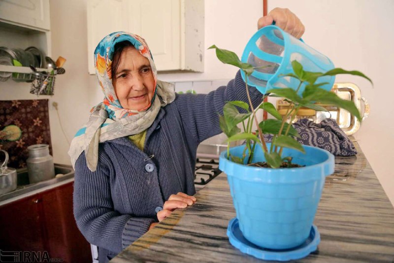سرگرمیهای تابستانی برای سالمندان