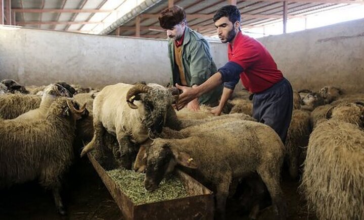 Javad Azad: Livestock Supply Exceeds Demand
