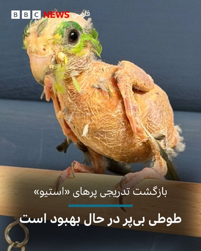  طوطیای که تقریبا تمام پرهایش را از دست داده است و قادر به پرواز نیست، اکنون در یک پناهگاه حیوانات در مسیر بهبودی قرار گرفته است