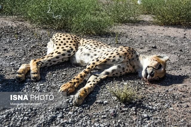 از بین رفتن ۱۳ یوزپلنگ ایرانی در یک دهه اخیر در جاده مرگ معاون محیط طبیعی اداره کل محیط زیست استان سمنان در گفتوگو با ایسنا