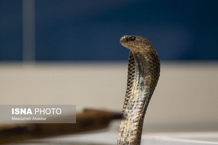 Keeping snakes as special pets