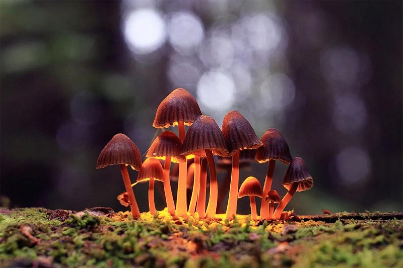 Do Psychedelics Rewrite Human Identity and Personality?