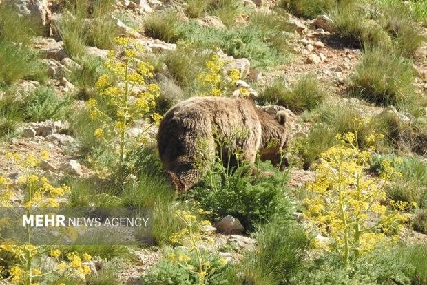 یک قلاده خرس قهوهای که در محدوده روستای خاچک از توابع بخش کجور شهرستان نوشهر در دام گرفتار شده بود، با همکاری اهالی منطقه، مأموران انتظامی و