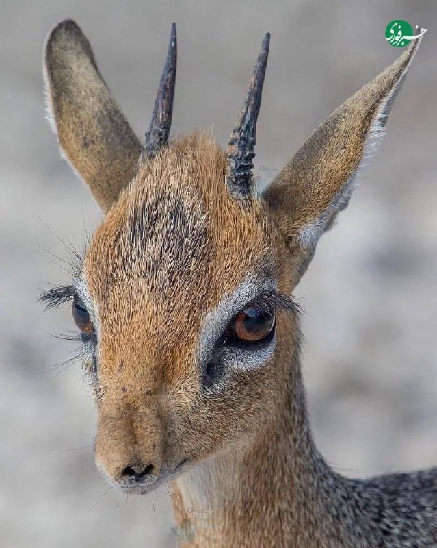 این یک دیکدیک نر (Dik Dik) در پارک ملی اِتوشا در نامیبیا است؛ حیوانی با ظاهری عجیب و بامزه که واقعاً شبیه شخصیتهای انیمیشن به نظر میرسد!