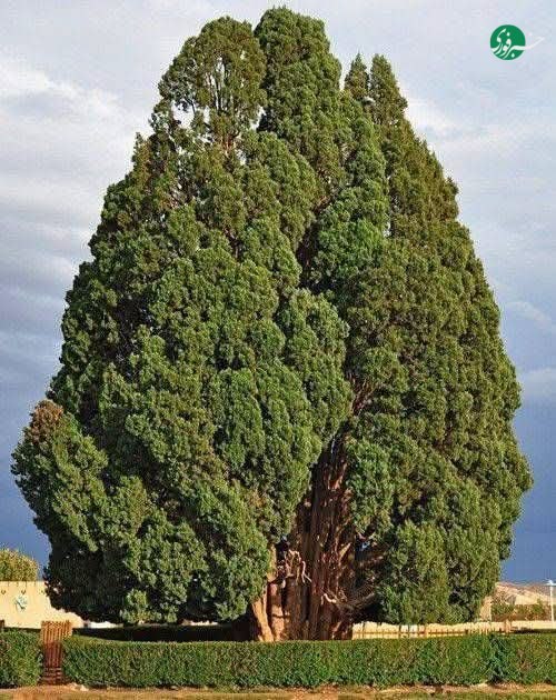 در جهان ۲۶ درخت وجود دارند که عمرشان بیش از میلاد مسیح است؛ یکی از این درختان سرو ابرکوه یزد با قدمت ۴ هزار سال است در فضای مجازی 👇