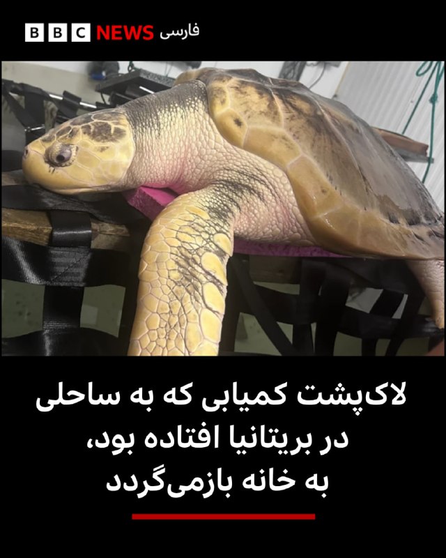  یک لاکپشت دریایی کمیاب که در ولز در غرب بریتانیا به ساحل افتاده بود، آماده میشود تا یک سفر هشت هزار کیلومتری را برای بازگشت به خانهاش در خلیج