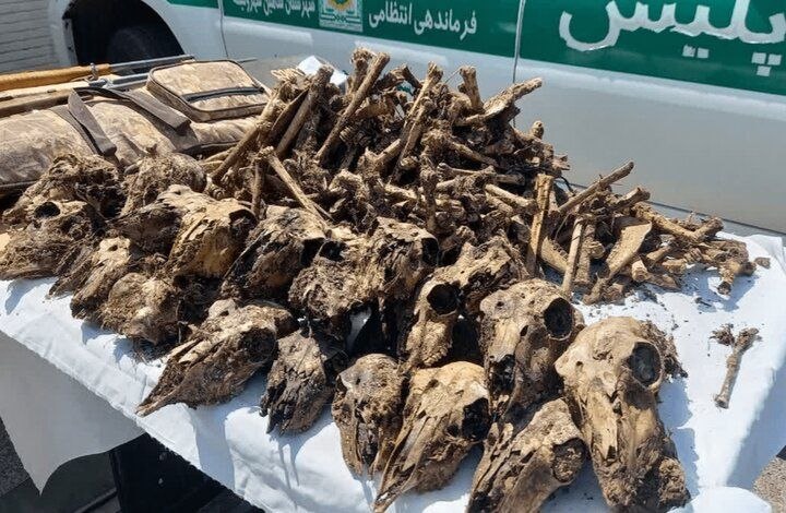 توضیح محیطزیست درباره کشف ۴۱ جمجمه حیاتوحش از خانهای در شاهینشهر اصل موضوع با جدیت در مراجع قضایی در حال پیگیری است و هرگونه نتیجهگیری نهایی