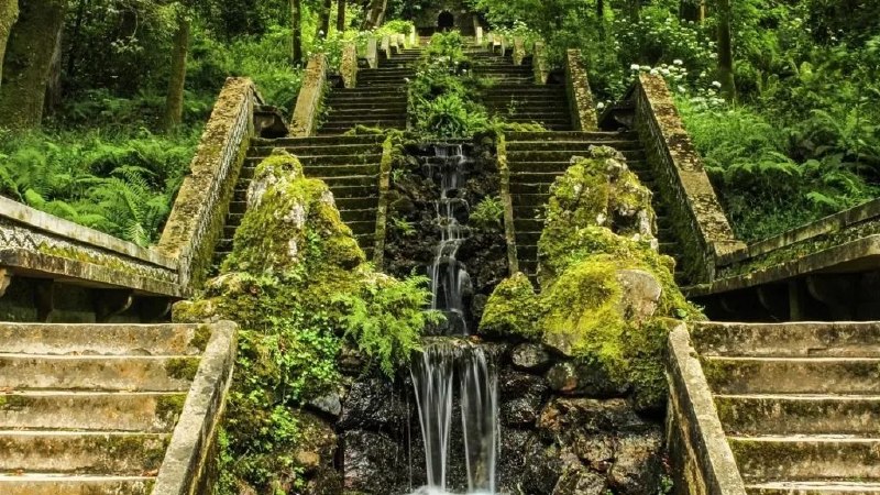 🌳 چهارمین جنگلِ درمانی جهان در پرتغال به ثبت رسید