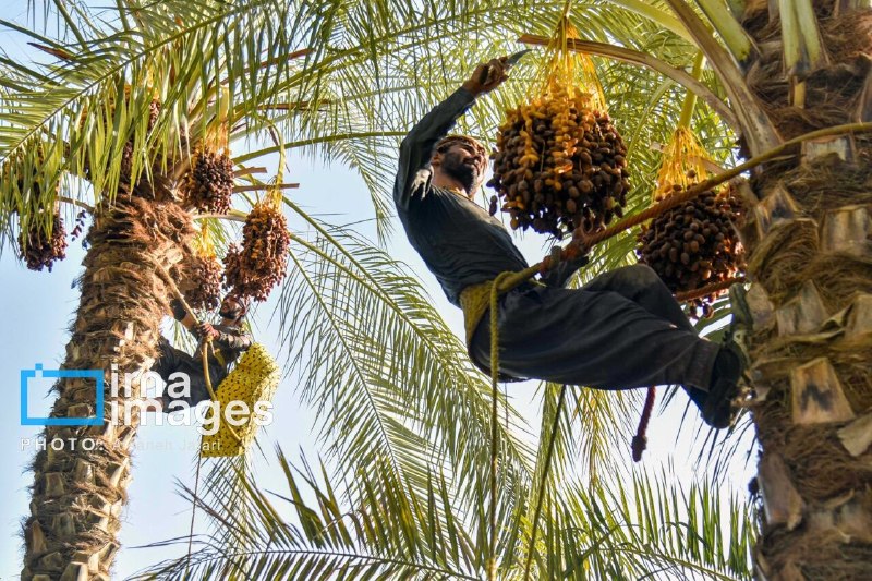 Sistan and Baluchestan dates drive foreign exchange and employment in eastern Iran