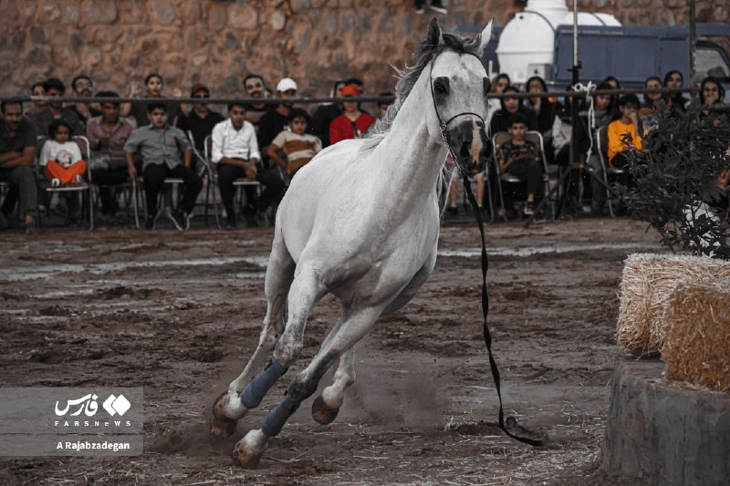 📷 چهارمین رویداد نمایش اسب در یزد عکس: علیرضا رجبزادگان