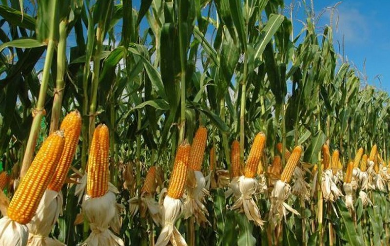 Corn cultivation in Fars province without plowing