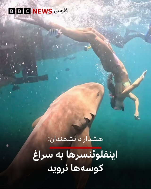 دانشمندان در گفتوگو با بیبیسی درباره افزایش شمار اینفلوئنسرهای شبکههای اجتماعی که برای تهیه ویدیو و عکس در کنار کوسهها دست به اقدامات خطرناک