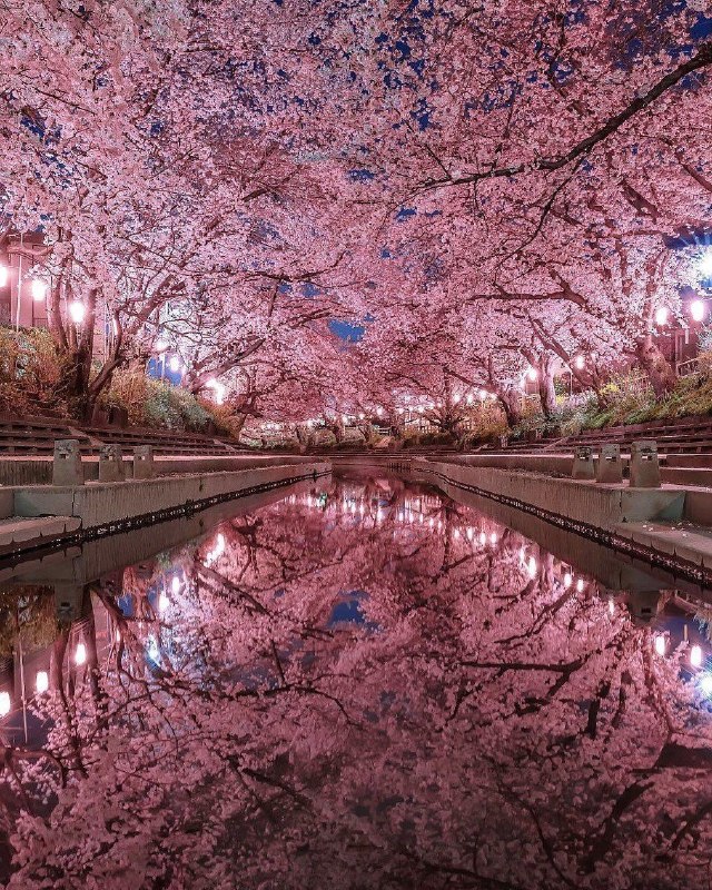 زیباترین شاهکار خلقت؛ شکوفههای گیلاس ژاپن 🍒 🇮🇷 ✊