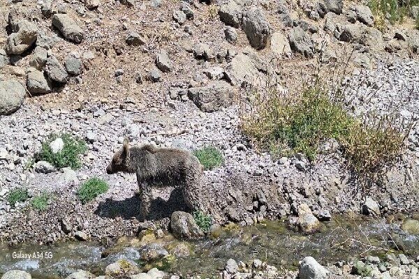 نجات خرس قهوهای گرفتار در فنس باغ انگور منطقه حفاظتشده دنا محیط زیست کهگیلویه و بویراحمد: یک قلاده خرس قهوهای در منطقه حفاظتشده دنا به دلیل گرفتار شدن در فنس اطراف یک باغ