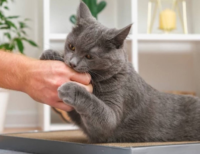 Zeinali: Cat bite cases increased in 1404