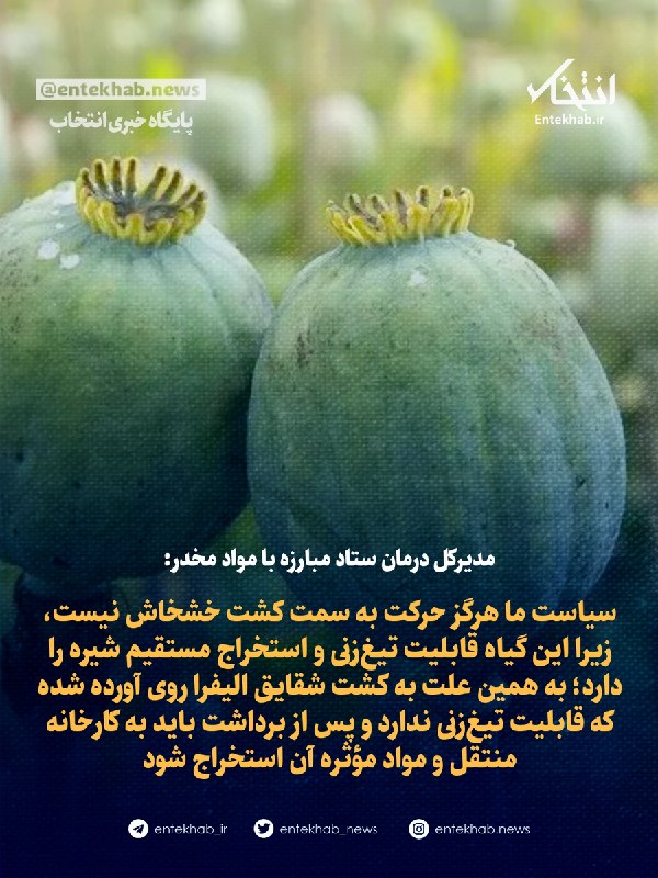 مدیرکل درمان ستاد مبارزه با مواد مخدر: سیاست ما هرگز حرکت به سمت کشت خشخاش نیست، زیرا این گیاه قابلیت تیغزنی و استخراج مستقیم شیره را دارد؛ به همین