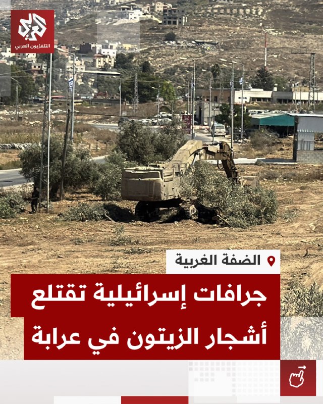 اشغالگران پیش از فصل برداشت زیتون، درختان فلسطینیان را در جنین ریشهکن کردند