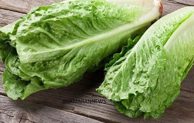 ❗ «کاهو با طعم گوشت»: دانشمندان موفق به تولید پروتئین حیوانی درون گیاهان شدند 🥬 🥩 پس از آنکه یک تیم تحقیقاتی بینالمللی، شامل محققانی از دانشگاههای چین، آمریکا و بریتانیا