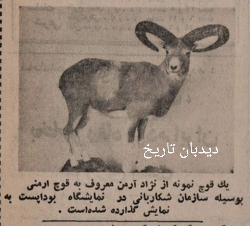 🗞 روزنامه گردی ۸ شهریور سال ۱۳۵۰؛ 🔴 موفقیت چشمگیر ایران در نمایشگاه بین المللی شکار بوداپست روزنامه اطلاعات روز ۸ شهریور سال ۱۳۵۰ با چاپ خبری در صفحات داخلی از موفقیت چشمگیر ایران