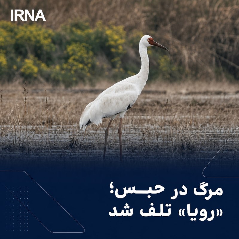 مرگ درنای سیبری «رویا» در اسارت
