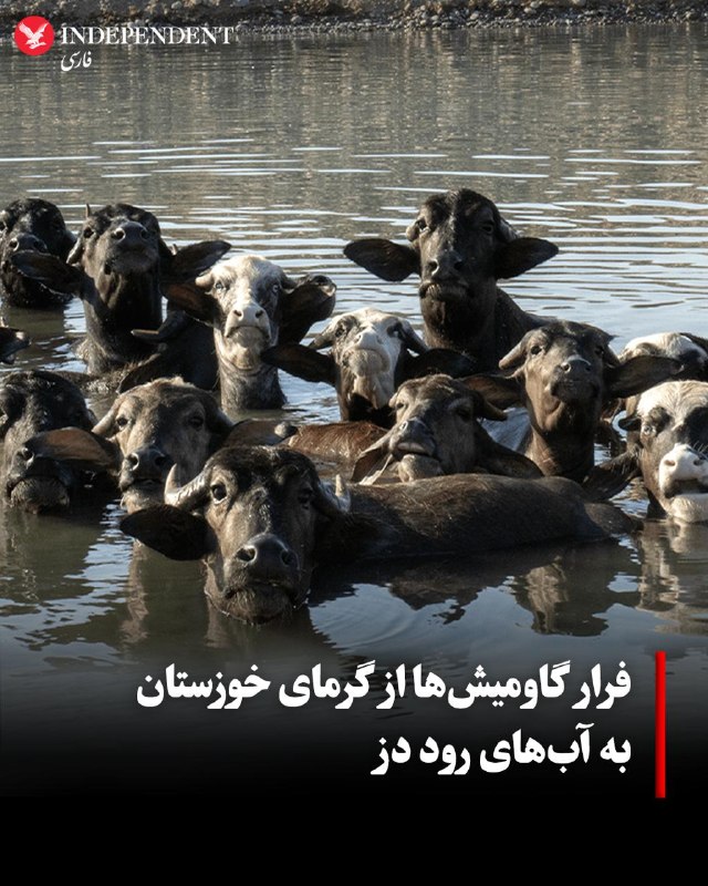 گاومیشها در منطقه «گاومیشآباد» دزفول برای فرار از گرمای هوا به آبهای رود دز پناه بردهاند و ساعاتی از روز را در آب سپری میکنند
