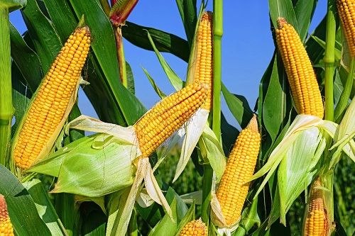 از ذرتهای بی کیفیت تا فروش با چک های دو ساله و عدم وصول برخی ازچک ها