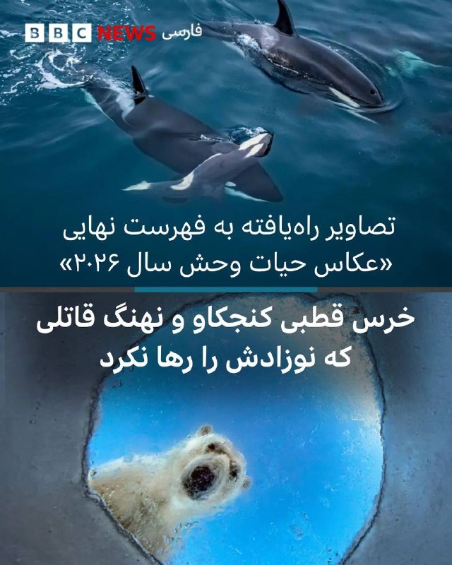 پنجره یخی | اودون ریکاردسن، نروژ یک خرس قطبی ماده از سوراخ تنفسی یک فک به زیر یخ نگاه میکند؛ صحنهای که با دوربینی زیرآبی مجهز به حسگر حرکتی در قطب شمال ثبت شده است