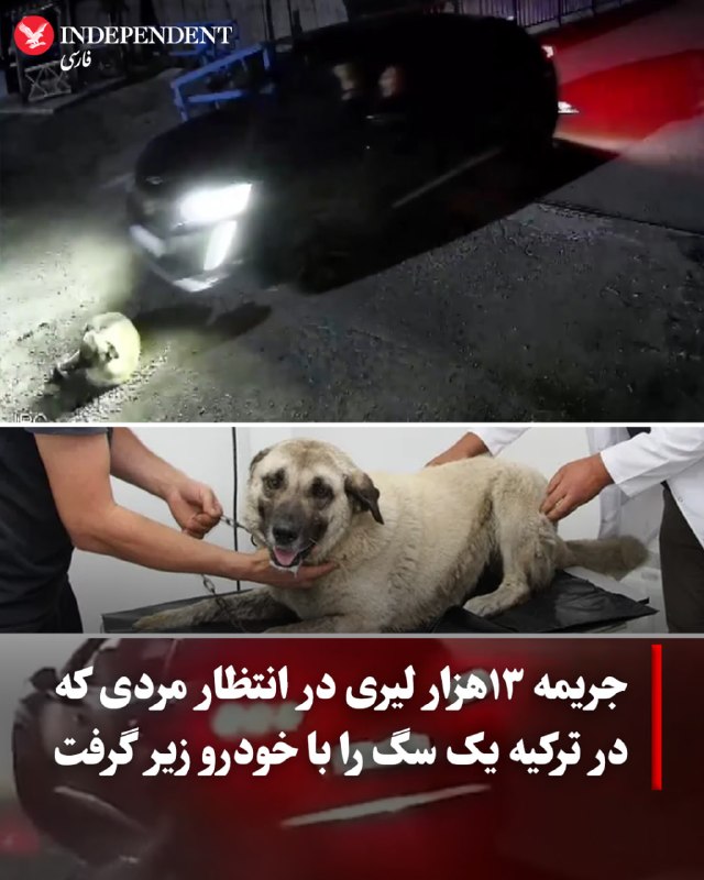 پس از انتشار گسترده تصاویر دوربینهای مداربسته یک کارخانه در شهر گیرِسون ترکیه که عبور یک خودرو از روی یک سگ بیصاحب را نشان میداد