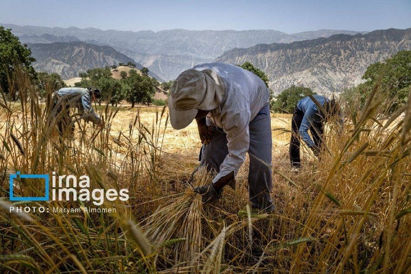۱۱۰ همت اعتبار برای پرداخت باقیمانده مطالبات گندمکاران بهزودی پرداخت میشود