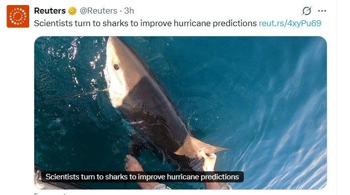 🦈 پیش بینی طوفان با کوسه