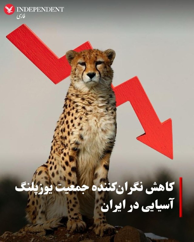 Report: Asiatic cheetah population in Iran declined from about 400 to fewer than 30 individuals